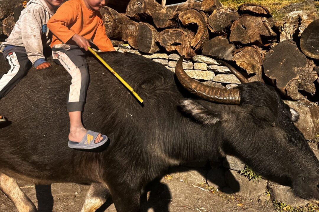 happy kids riding buffalo in annapurna region