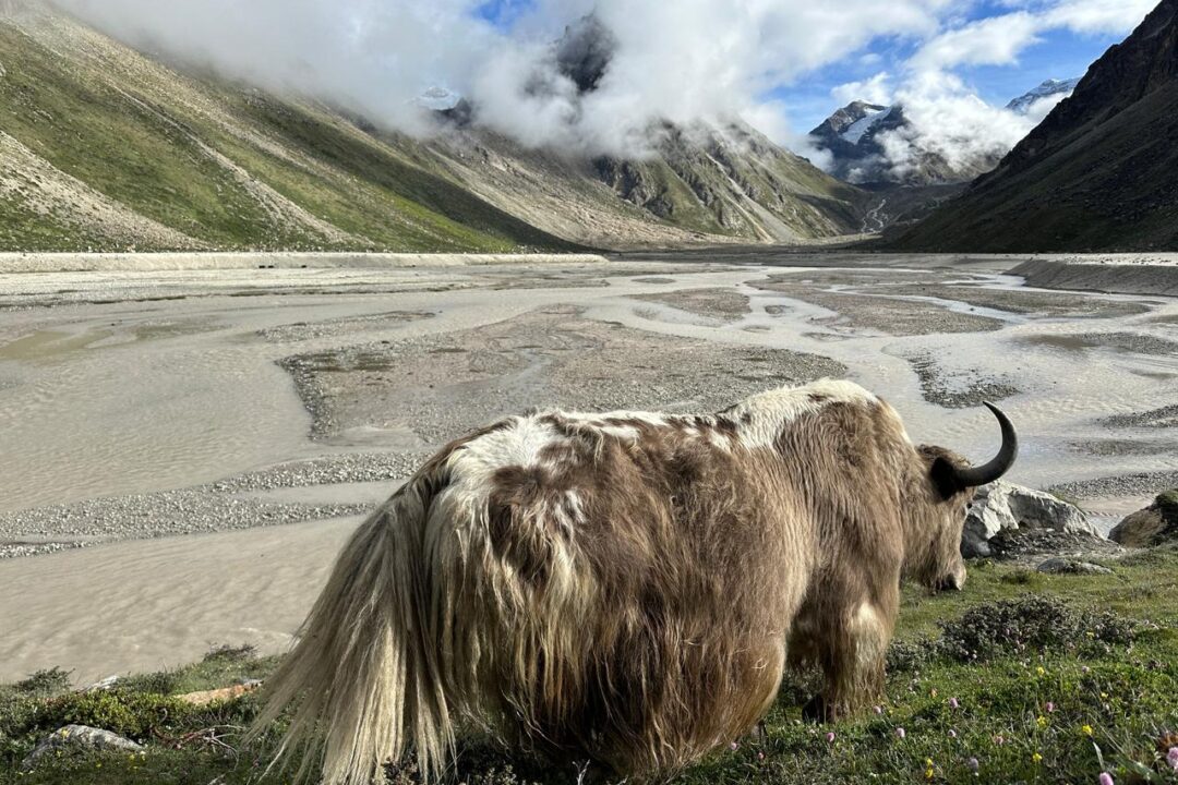 yak in kanchenjunga