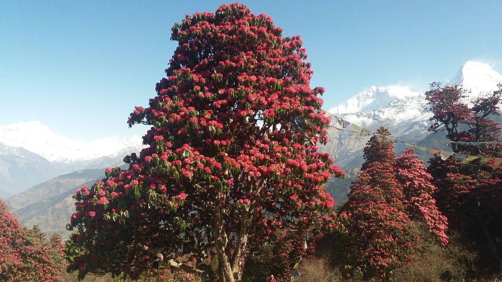 rhododendron
