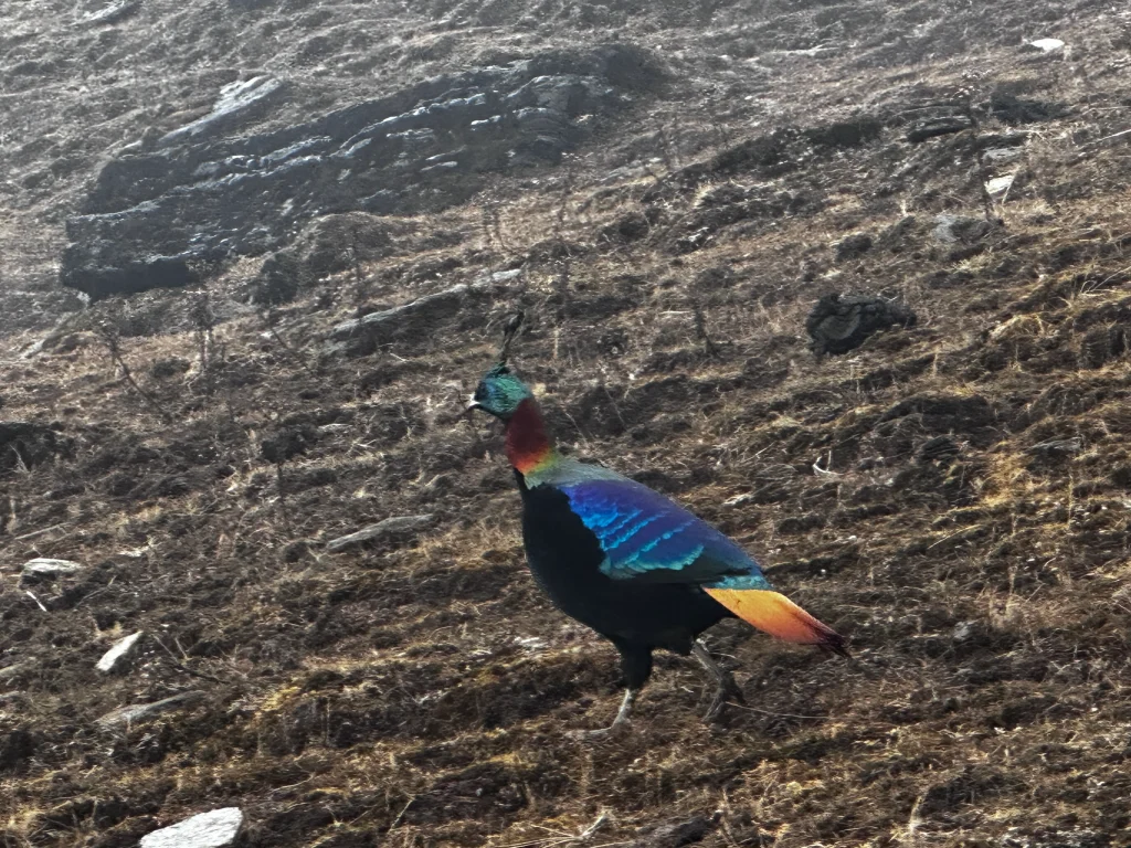 Himalayan Monal