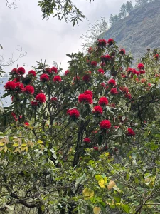 In the Himalayan region, lush greenery is accompanied by blooming red rhododendrons (laligurans).