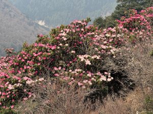Rhododendron