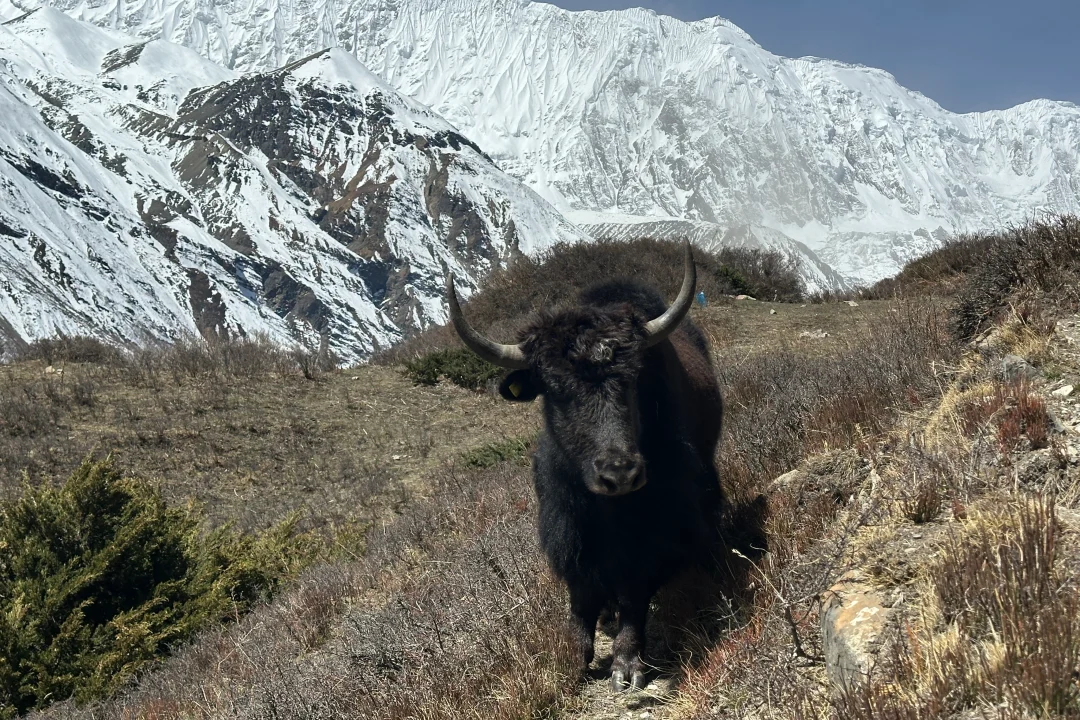 yak-annapurna-circuit-trek-nepal
